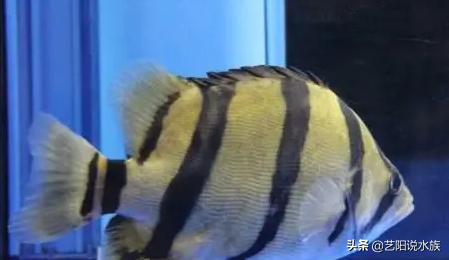 泰国虎鱼和泰北虎鱼哪个好养,泰虎和虎鱼哪个好