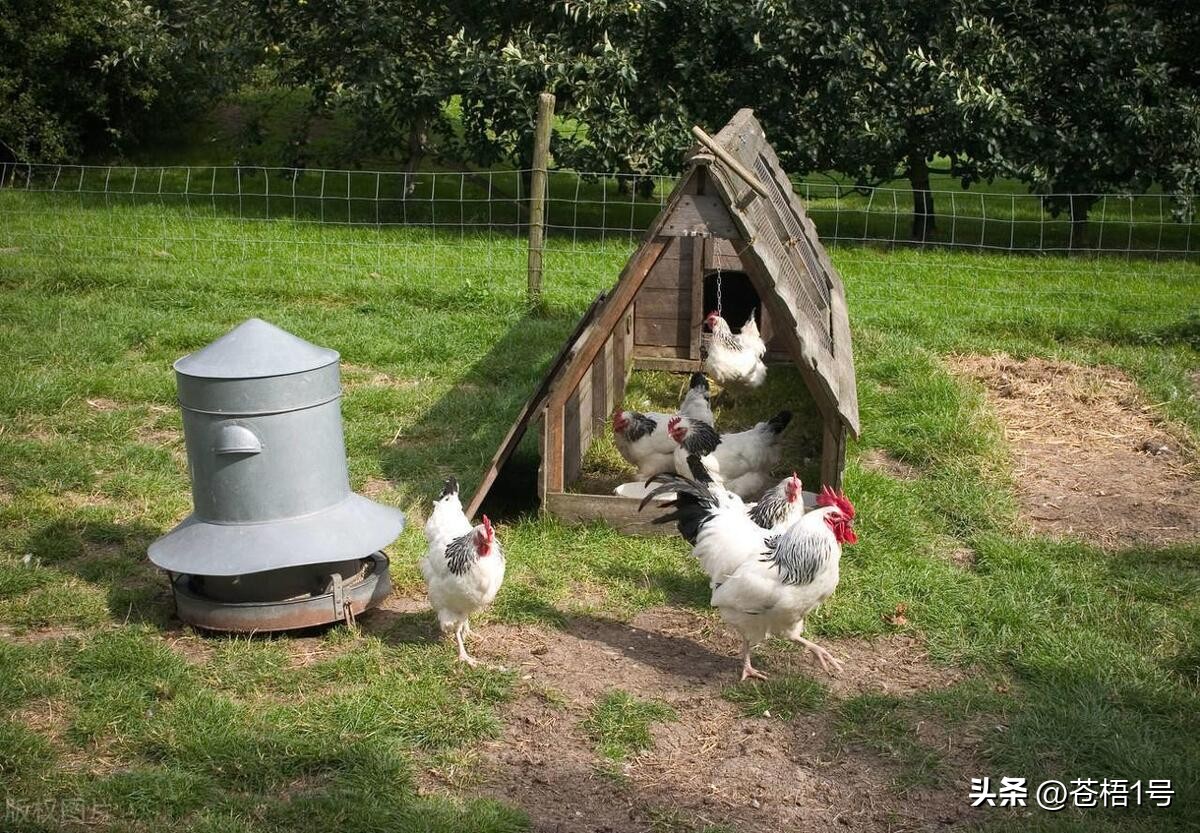 鸡甲状腺肿胀是一种常见的禽类疾病，这个问题我们这样子去处理它