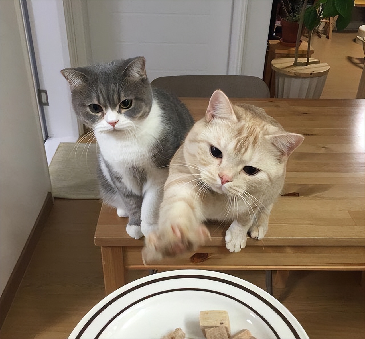 猫咪拉稀便便很臭但是精神好,猫咪大便臭是什么原因