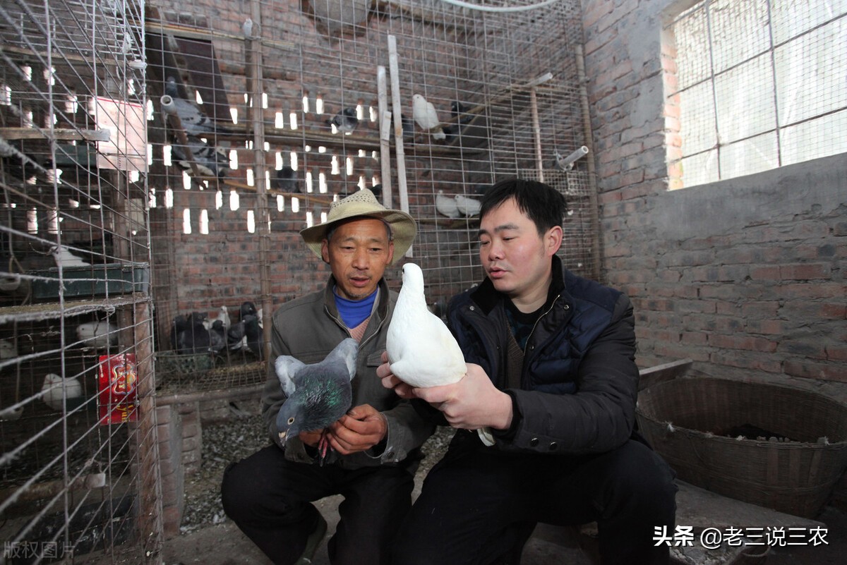 楦藉瓙鍚冧粈涔堢渷閽卞張鍋ュ悍,楦藉瓙鍚冧粈涔堟瘮杈冪渷閽卞張濂藉悆