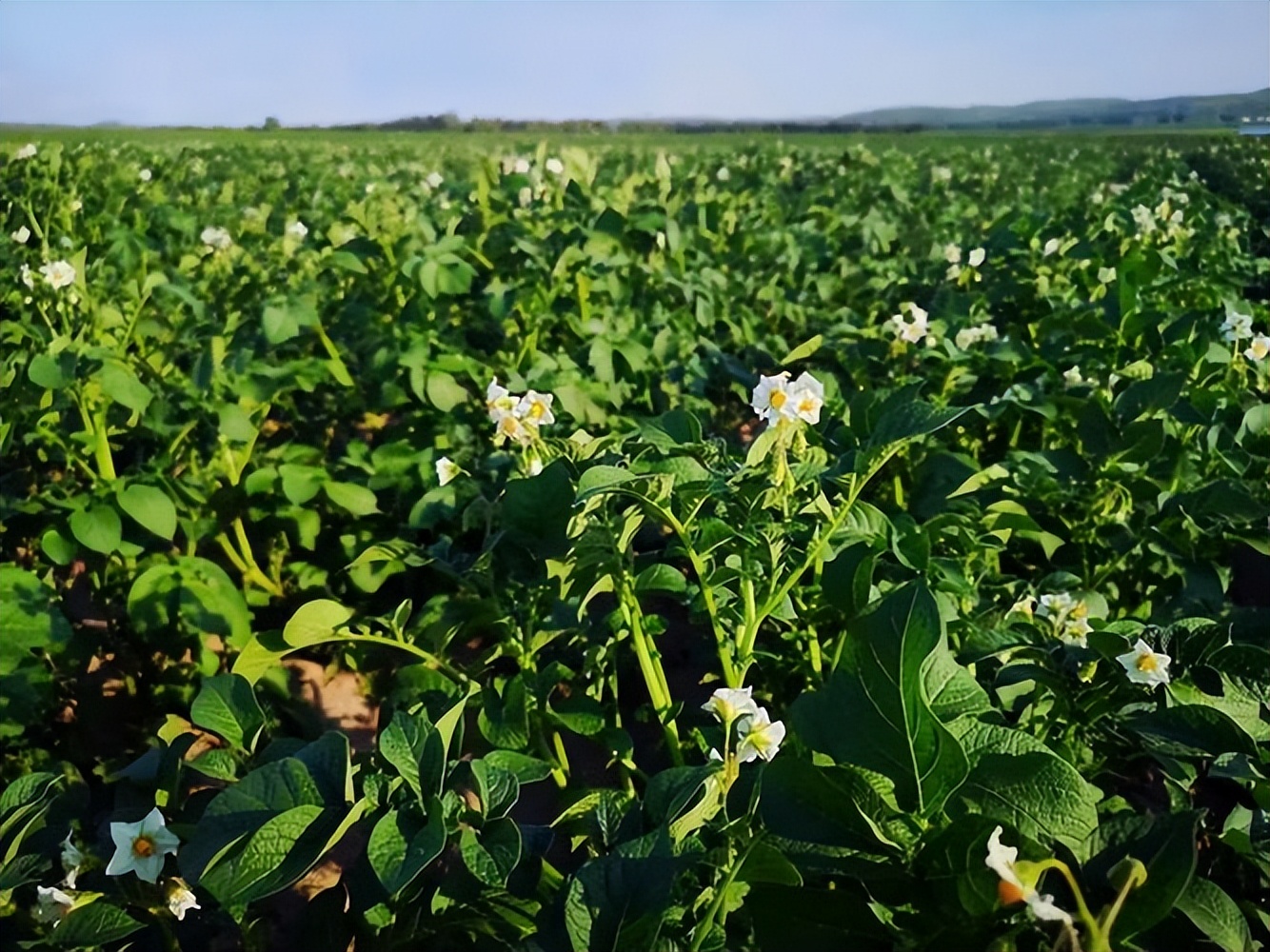 茉莉酸分子机制,茉莉酸受体抑制剂及其作用机理