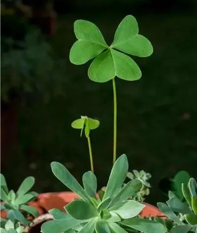 三叶草永远的一抹绿,三叶草我们眼中的缤纷世界