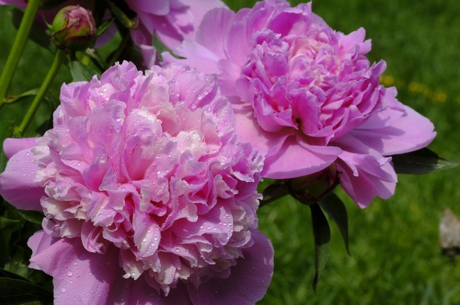 每日一花2.5：芍药：凡卉与时谢，妍华丽兹晨