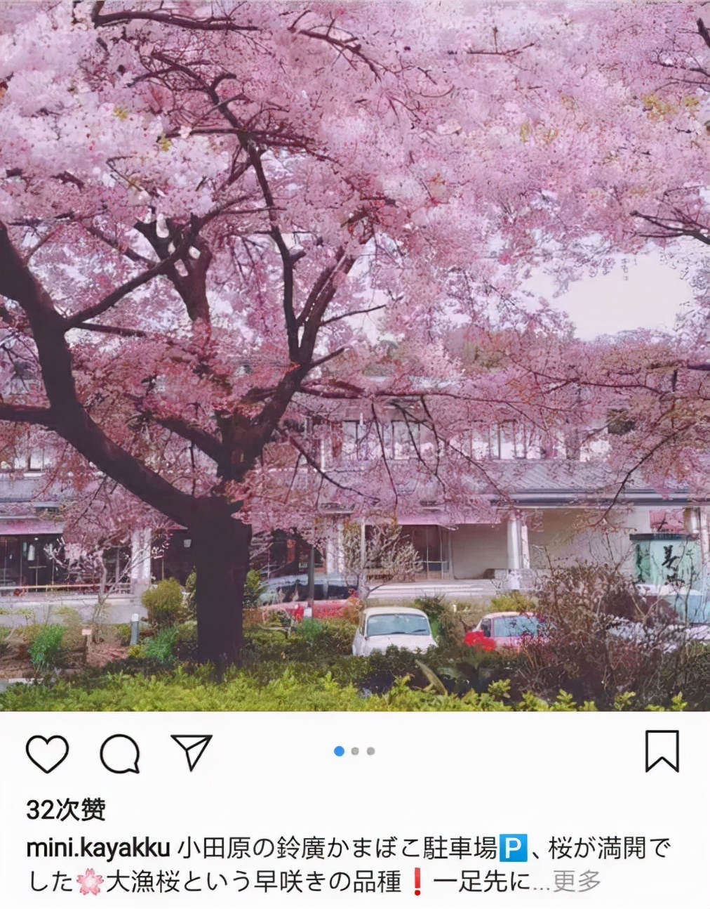 初春河津樱花图片大全,河津樱花品种大全