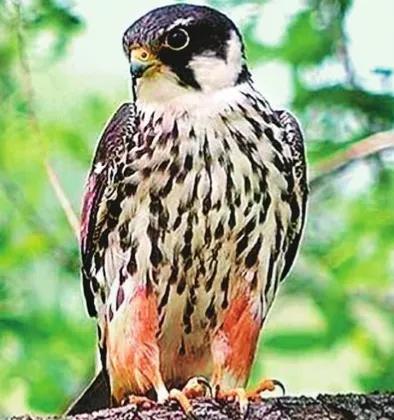 小伙掏鸟窝被判十年,小伙上树掏鸟被判十年