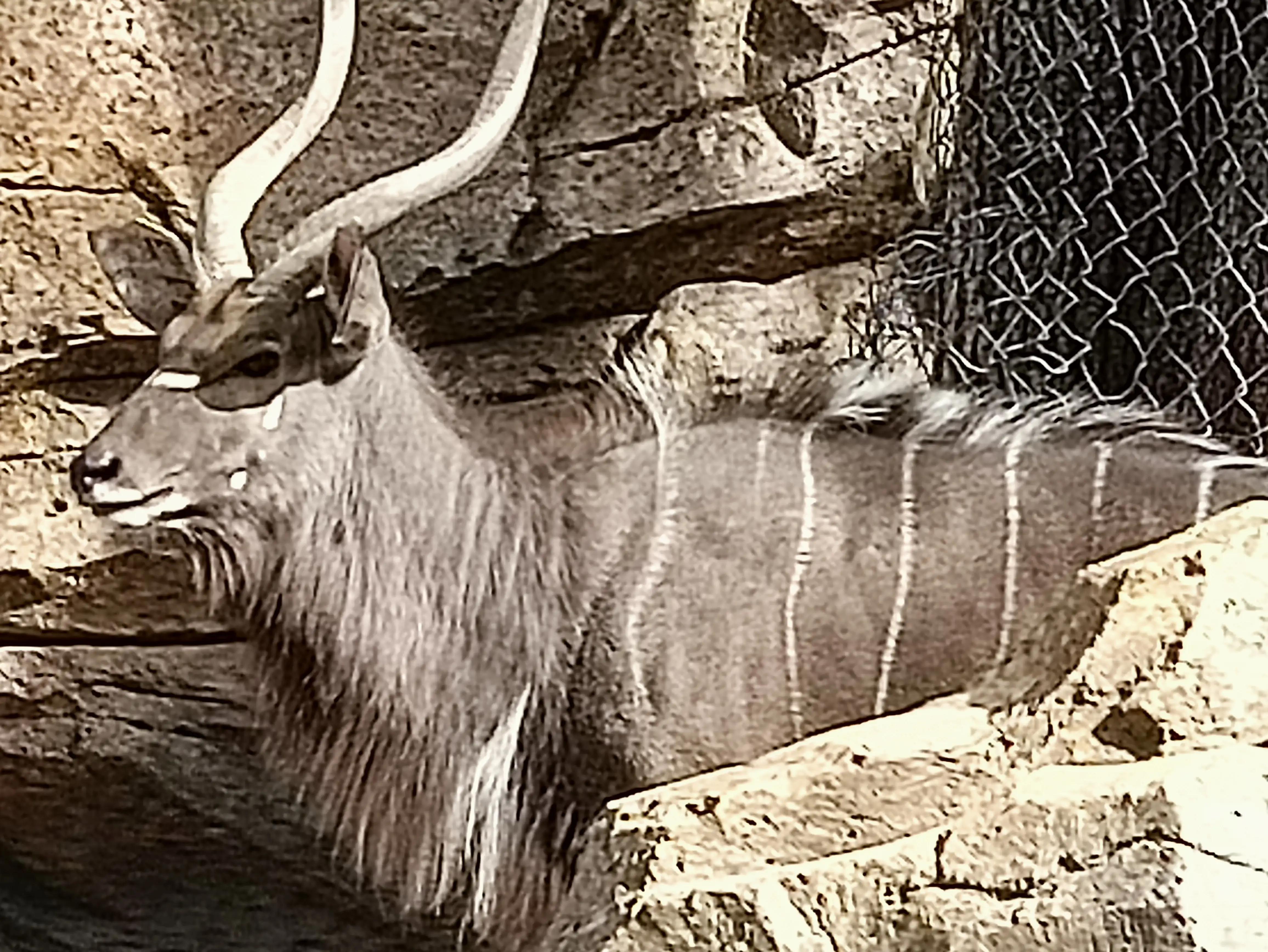 北京动物园和北京野生动物园区别,北京野生动物园狗妈妈和老虎狮子
