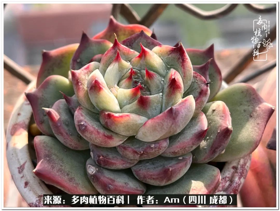 多肉小盆友生活多姿多彩,多肉小精灵福享不停