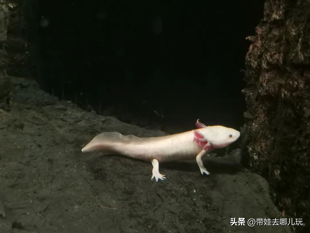 天津海昌极地海洋馆哪里购票便宜,天津海昌极地海洋公园隐藏玩法