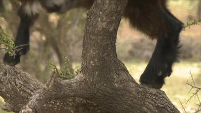 摩洛哥踢球干净吗,摩洛哥是怎样的一支球队