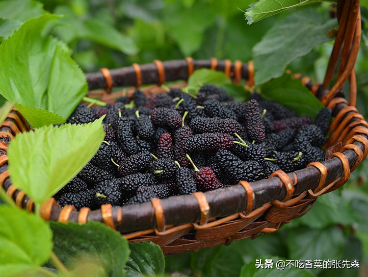 入秋后碰到此食材别手软,入夏的应季水果