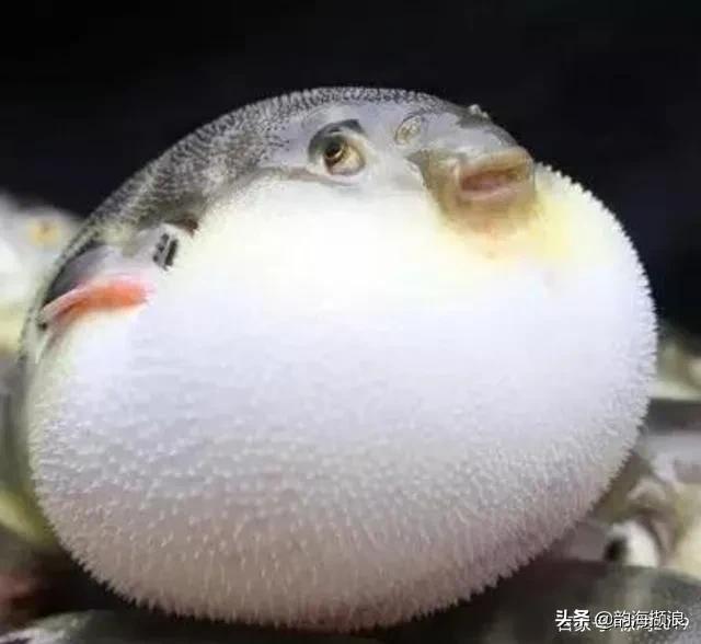 吃河豚闹肚子,会生气的河豚的笑话
