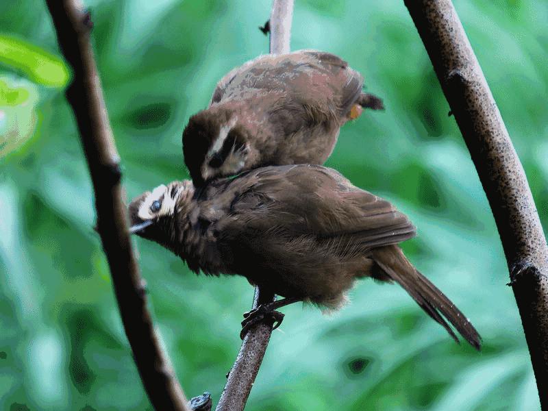 中国常见的斑鸠,斑鸠为何很少看到斑鸠巢穴