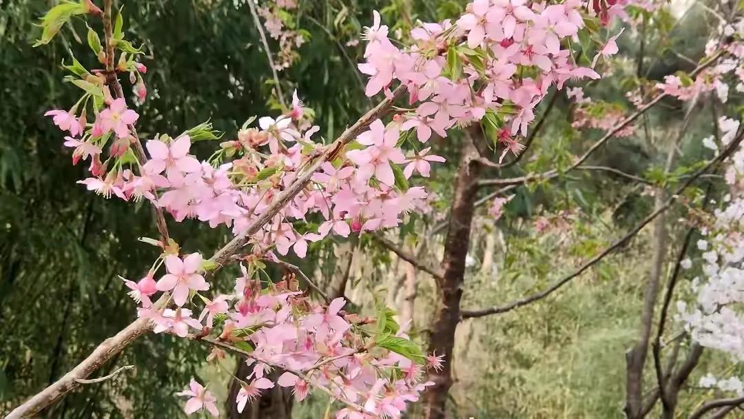 春意花语,友情和爱情花语