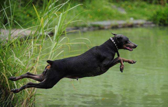 狗狗断甲是不是虐狗,狗狗为何要断尾