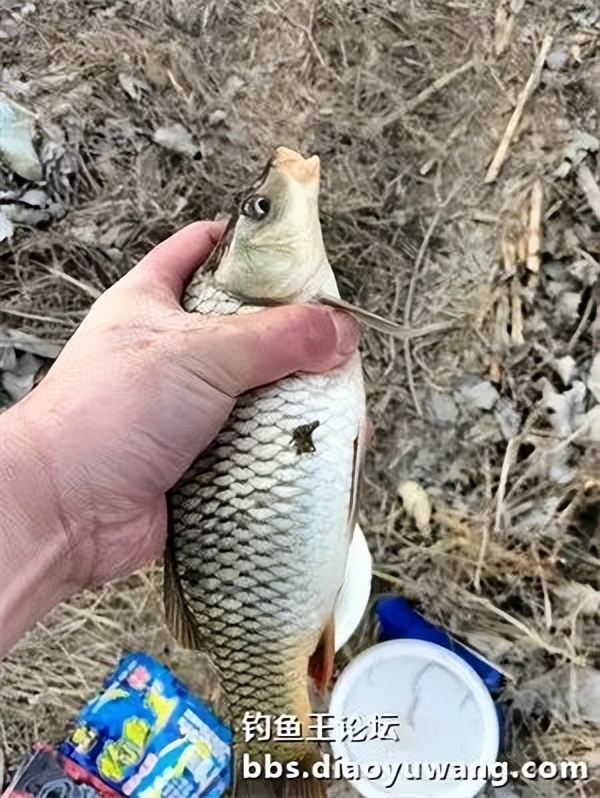 用饵料钓小河边的鱼,用钓鱼王饵料能钓到什么鱼