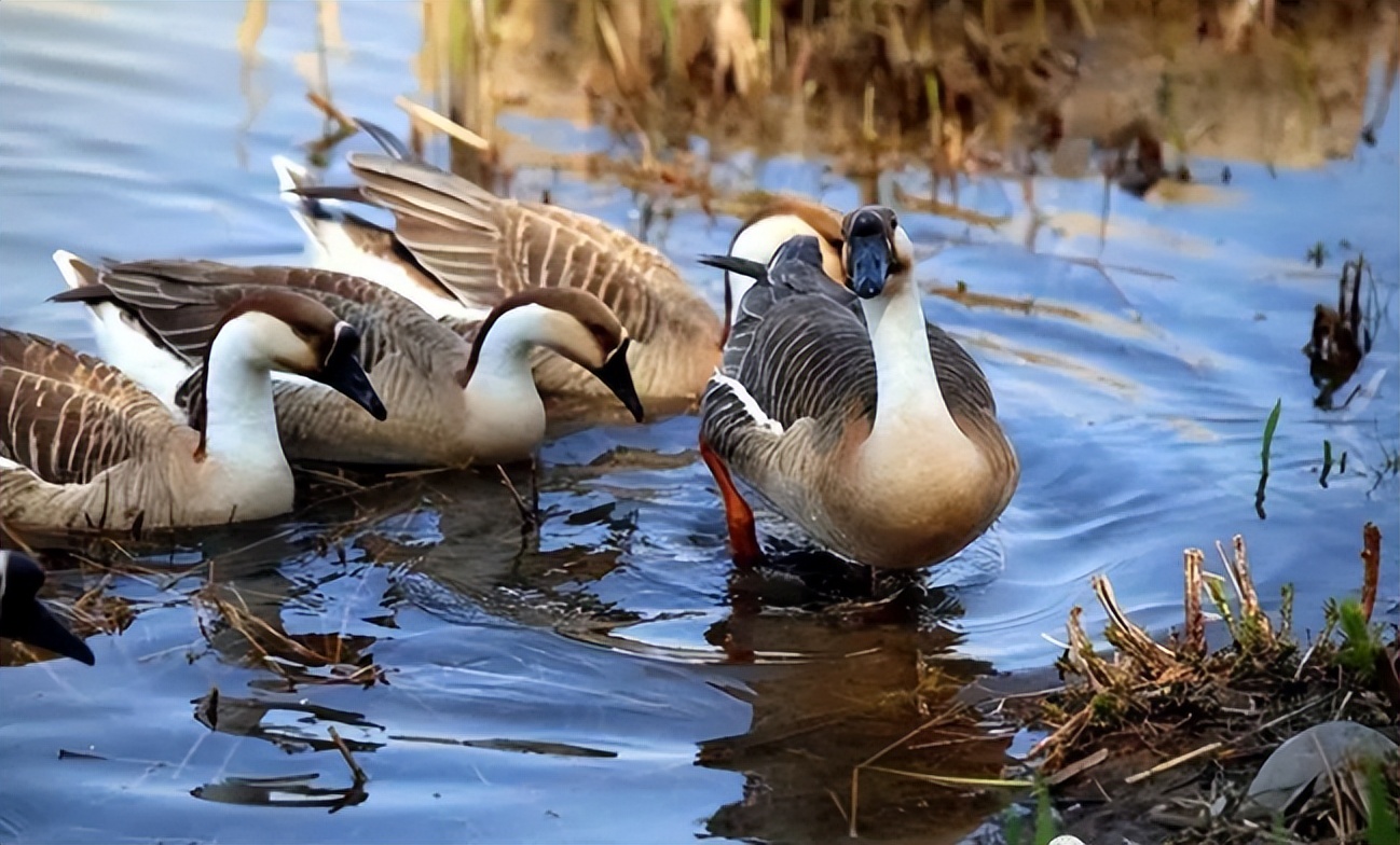 禽类怎么治疗应激反应,怎样防止鹅应激