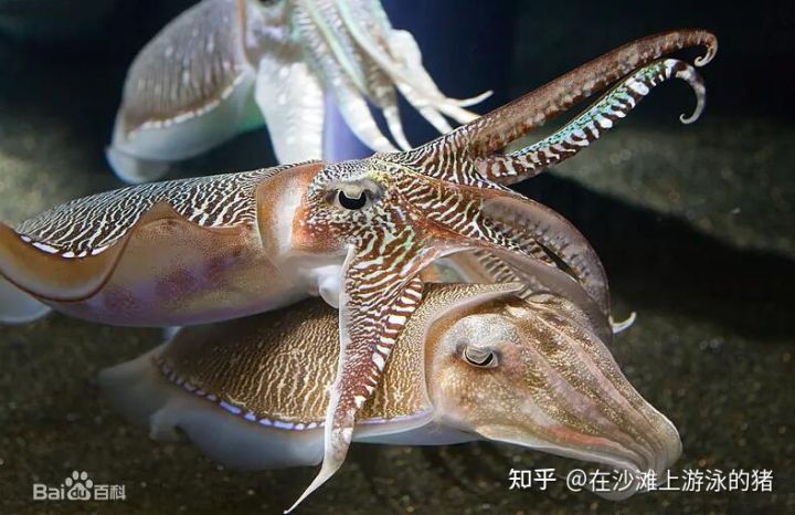 大话舟山海鲜系列(三)—大话墨鱼(喷墨家族成员之一)