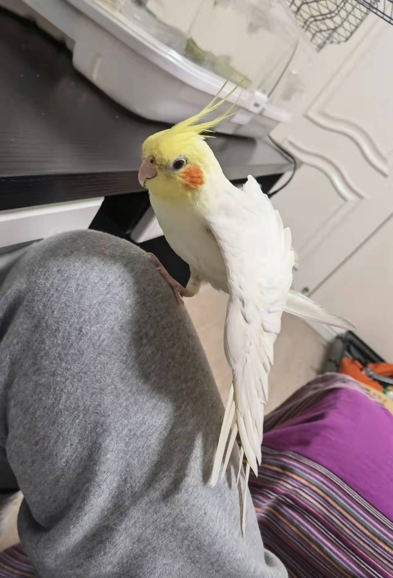 养两只玄凤鹦鹉多大的笼子合适,玄凤鹦鹉养在窗台会不会冷死