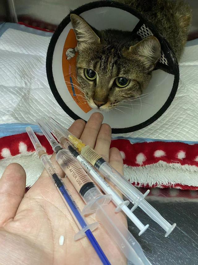 猫咪呕吐治病要多少钱,治疗猫咪呕吐的药多少钱