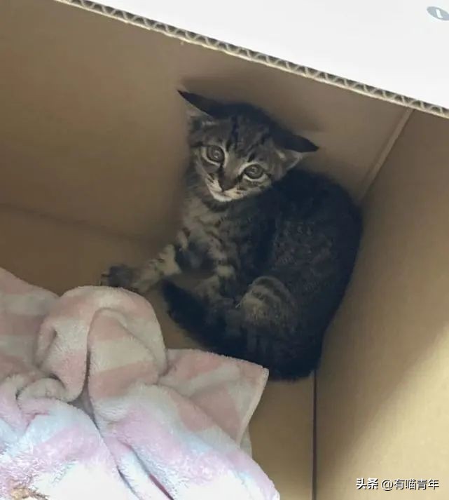 4个月的小奶猫爬上11楼求收养,破大防被拒绝