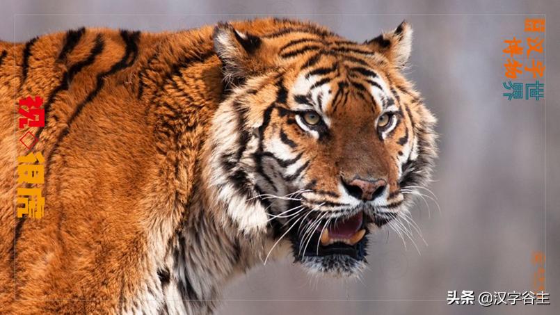 虎年带虎的成语,搜集有关虎年的成语十则