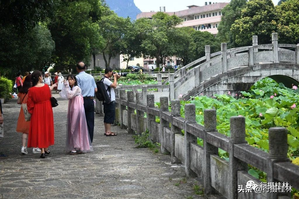 桂林荷花景点,桂林赏花目的地推荐
