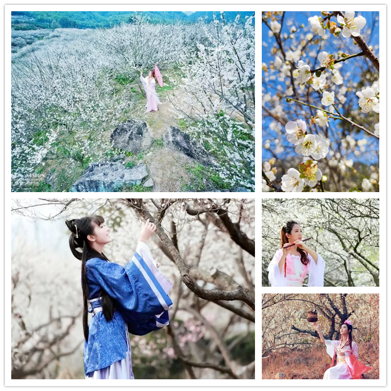 从化赏花旅游攻略景点必去,从化梅花节自驾游路线图最新