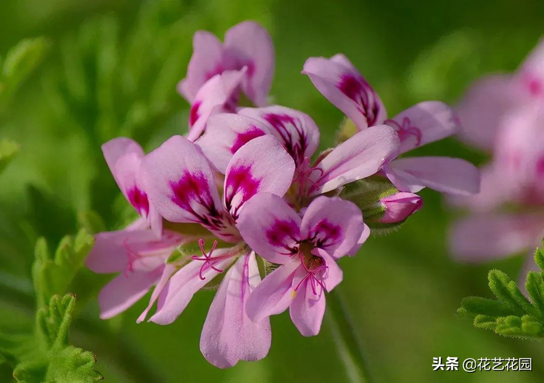 种花防蚊最好的花,驱蚊虫的克星花