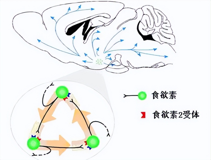 莱波雷生失眠药,治失眠的药能催眠吗