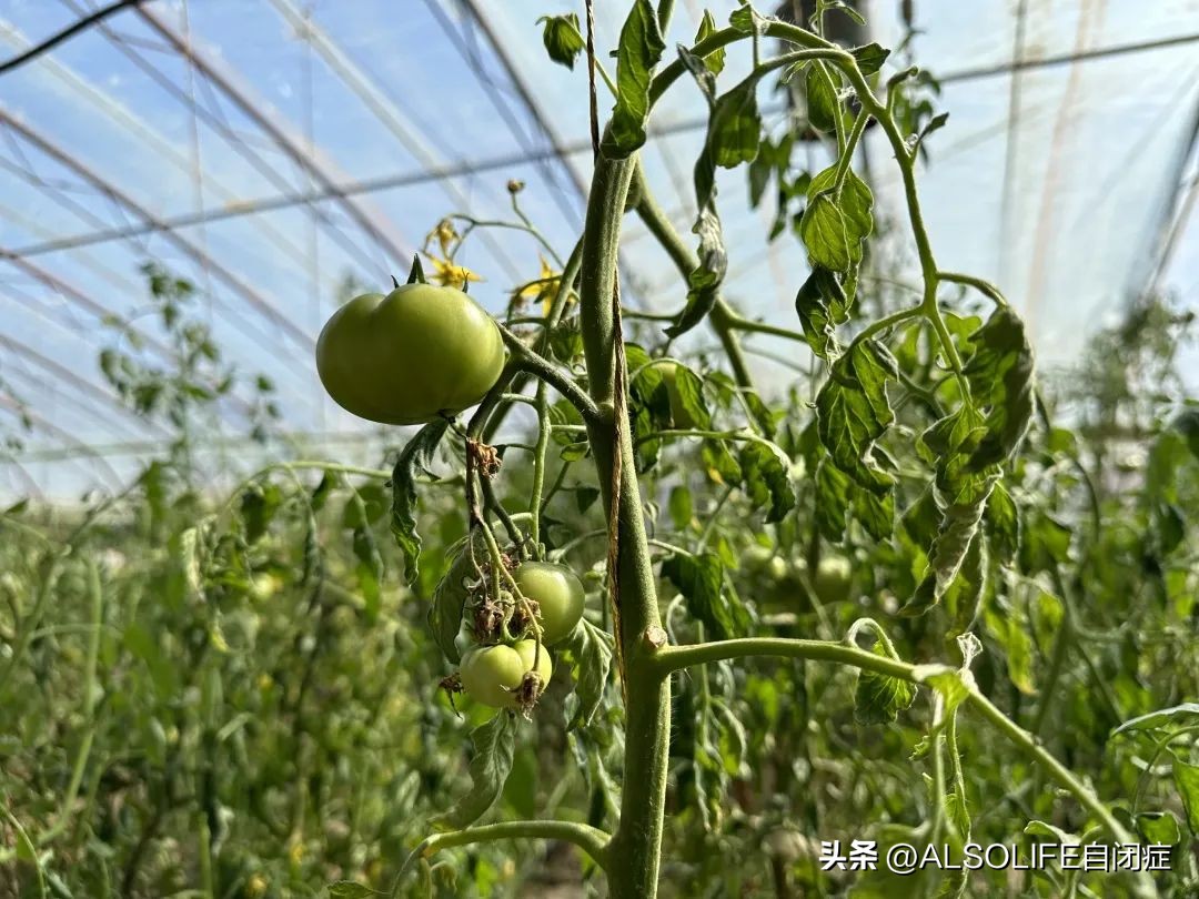 一个特需家庭的融合农场实验