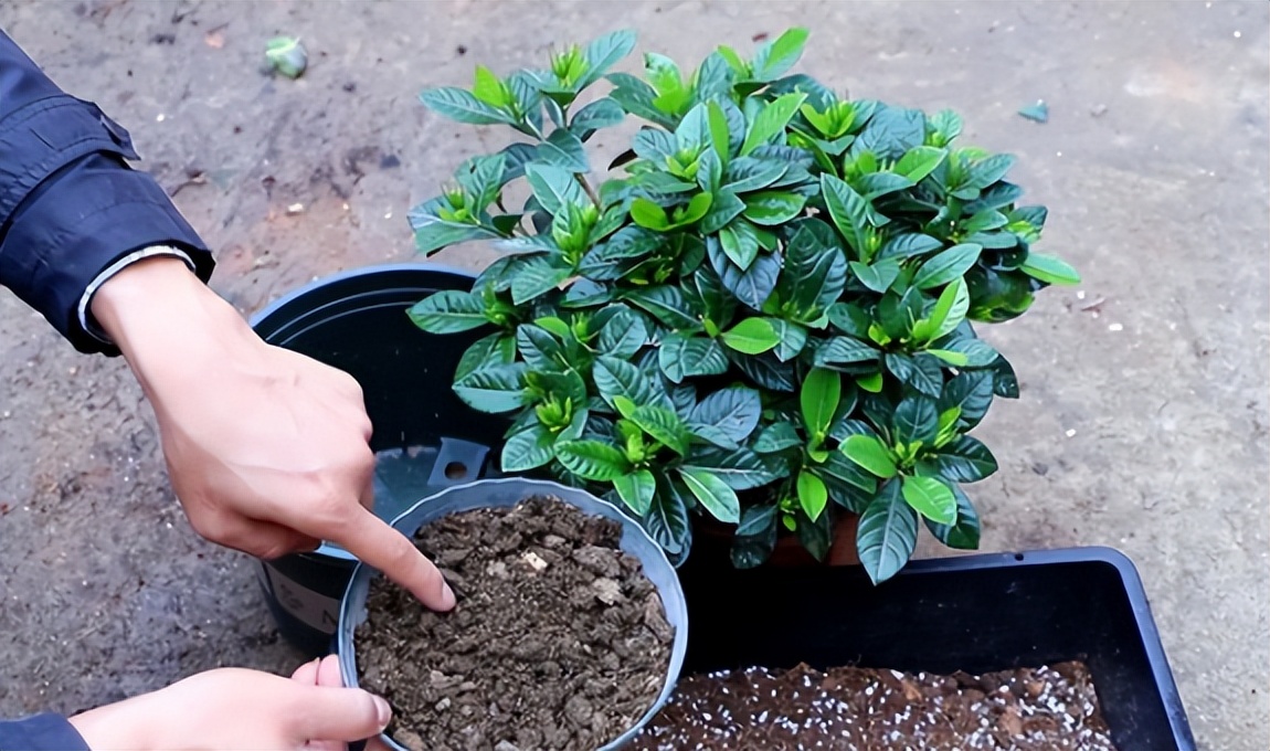 给花草换盆打理花草,给花卉换盆的四点注意事项是什么