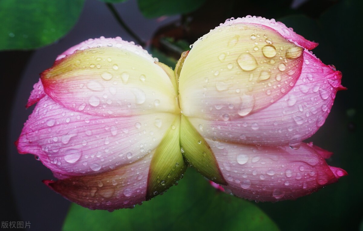荷花是中国名花之一深受人们喜爱,传统名花荷花