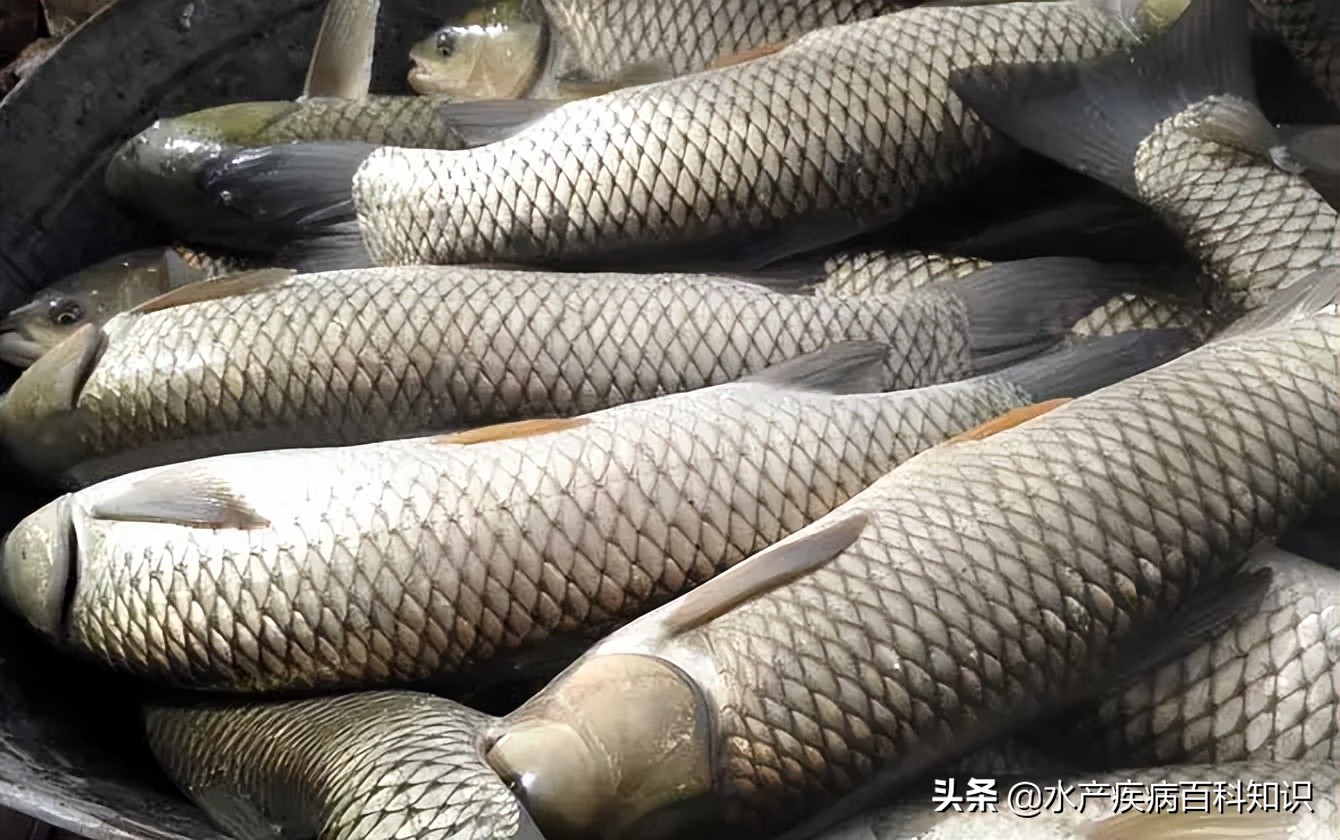 死鱼要怎么处理,死鱼怎么救活