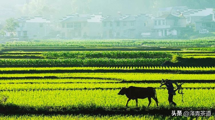 谷雨时节喝谷雨茶的寓意,过了谷雨的茶有什么区别