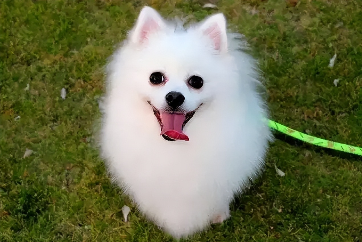 狗狗髋关节治疗,狗狗髌骨脱位科普