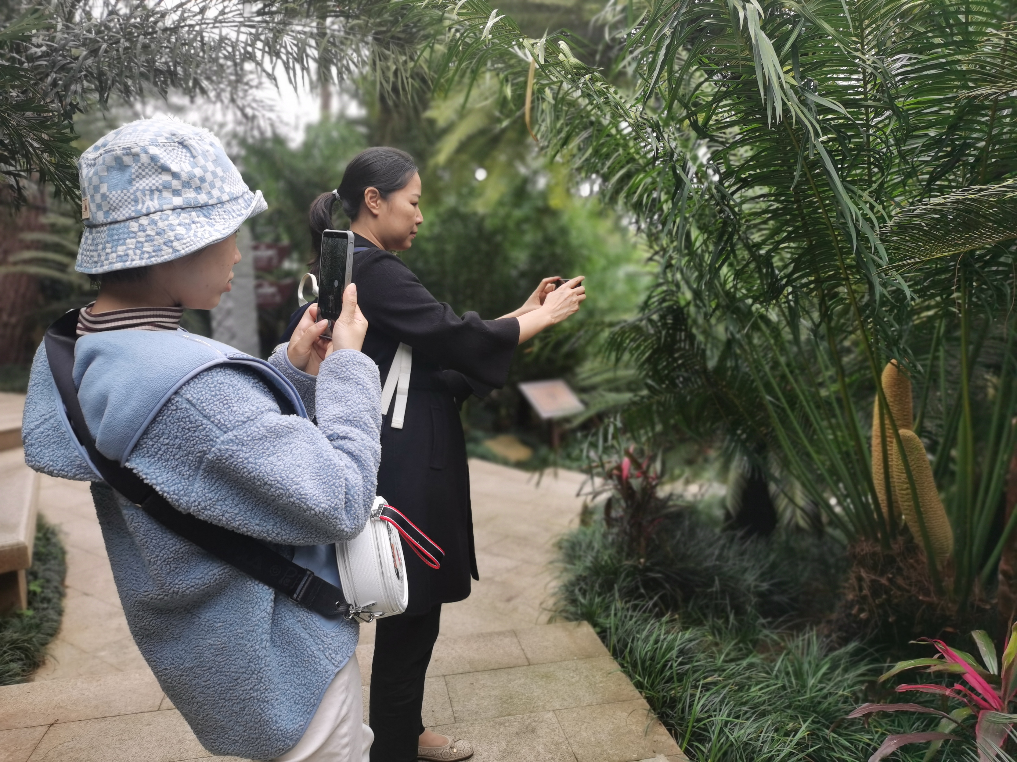 南宁铁树开花图片,青秀山上的铁树开花视频