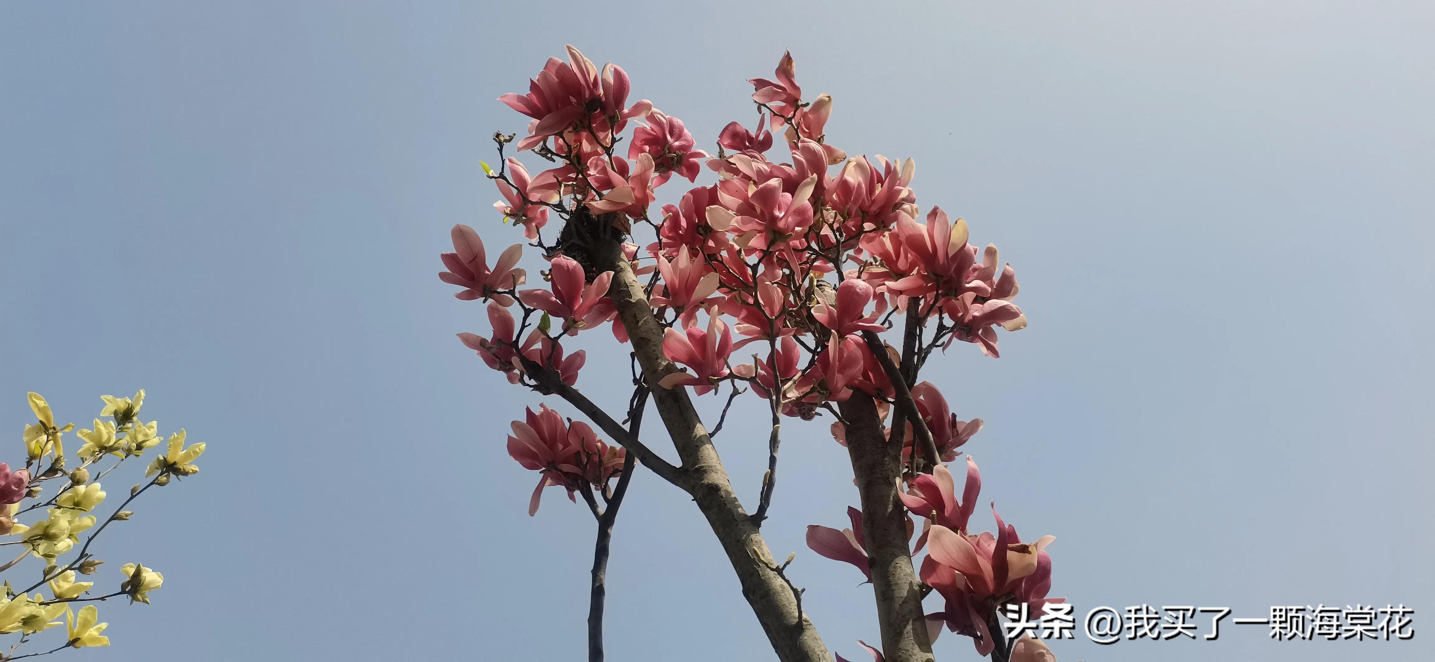 春寒料峭玉兰花开,春意渐浓玉兰花图片