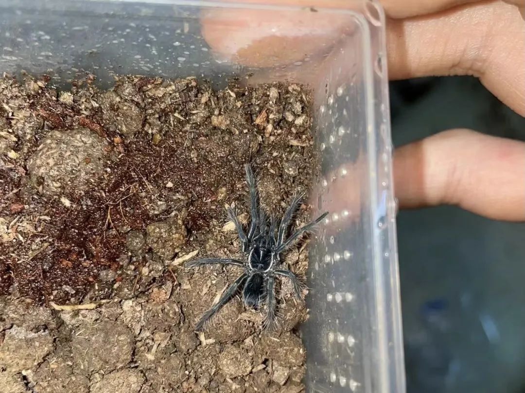 疫情与那些养爬行动物的人