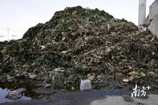 「3.15」晚会|消费者维权,“泰国香米”掺香精造假