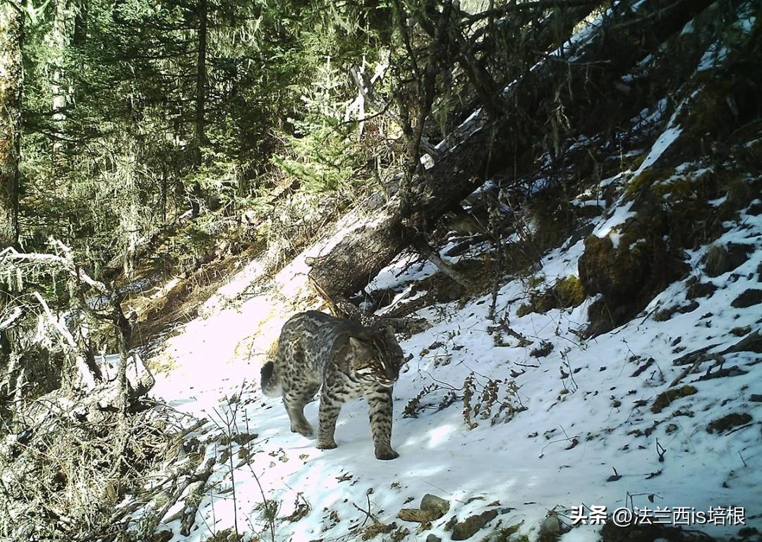 虎生三子，必有一彪，罕见！秦岭1年集齐金、花、黑多色“彪虎”