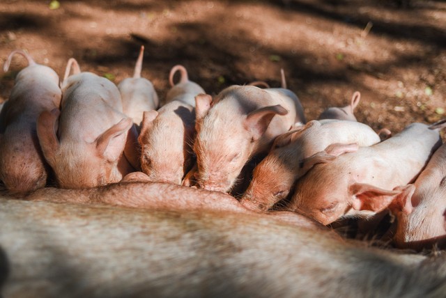 农村养殖最好养的项目是什么,40岁想回农村搞养殖不知养什么好