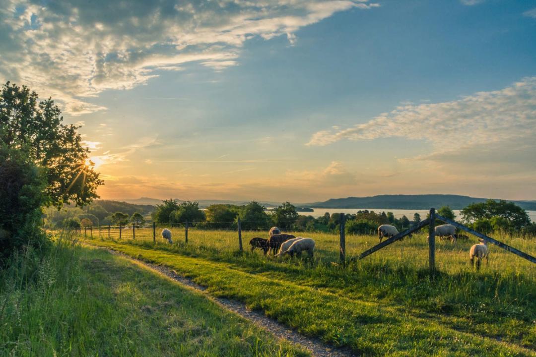 全网推荐的羊奶,口碑最好的羊奶牌子