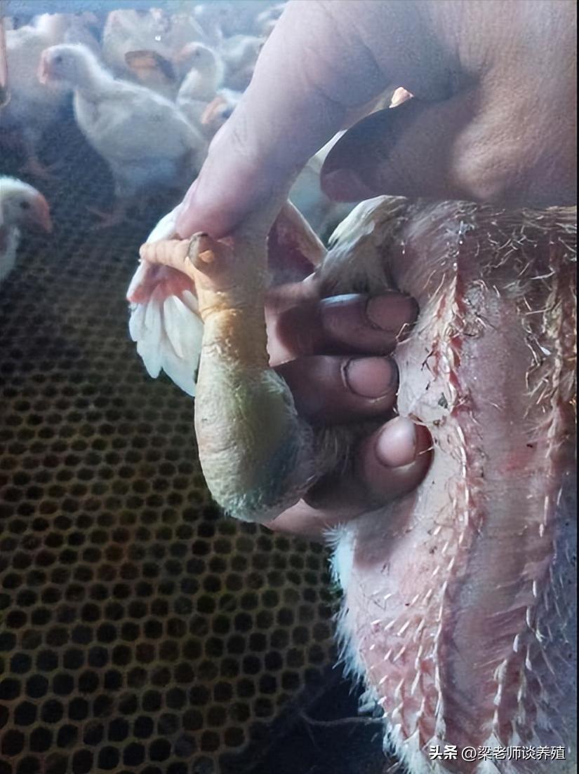 支原体感染怎么才算好的,为啥支原体感染这么多