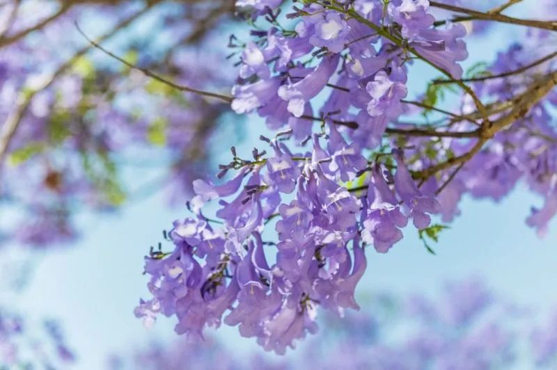 云游|赏“花枝不断四时春”,邂逅云南生活的专属浪漫