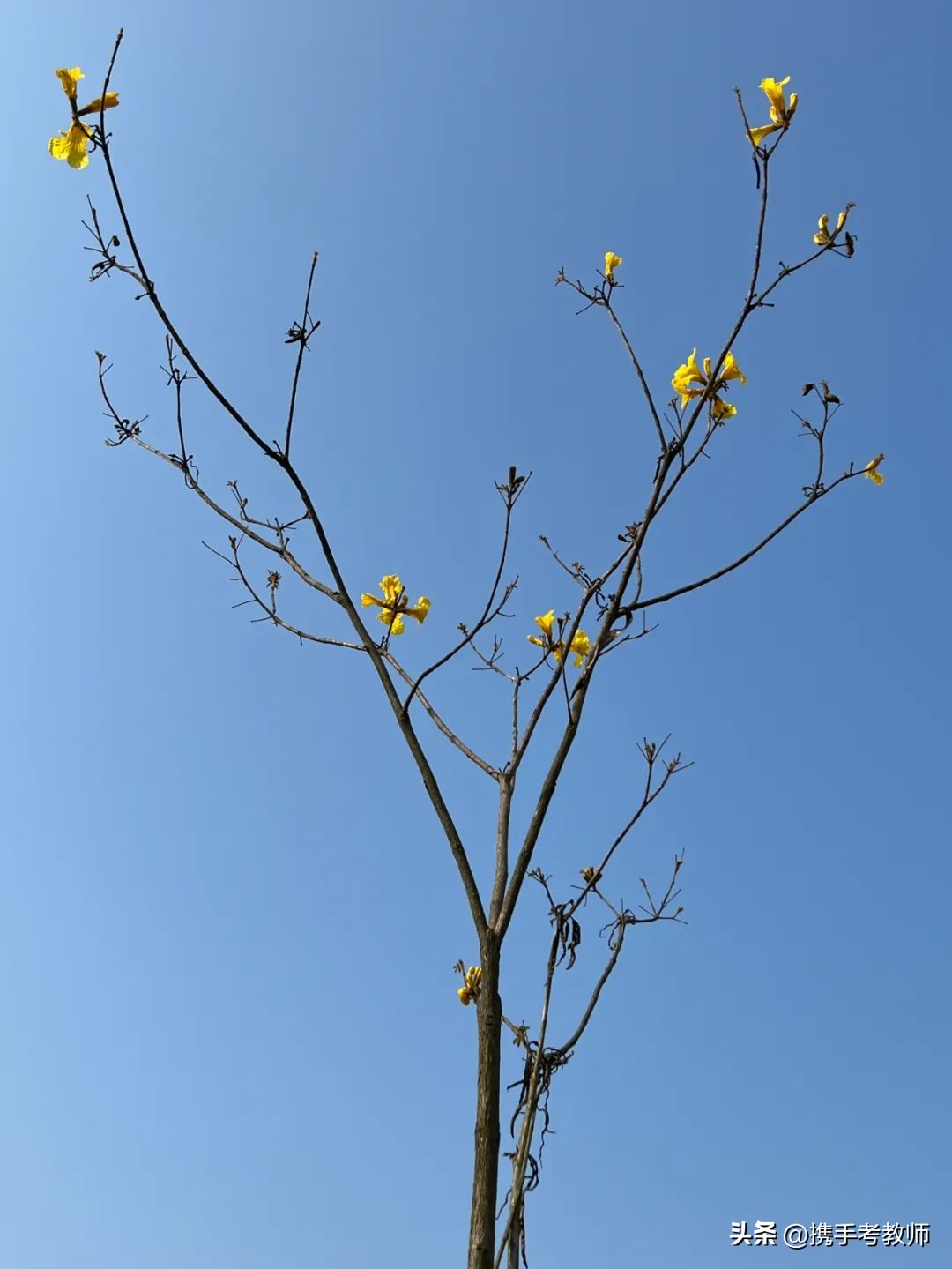 黄花风铃木品种介绍,黄花风铃木生长缓慢