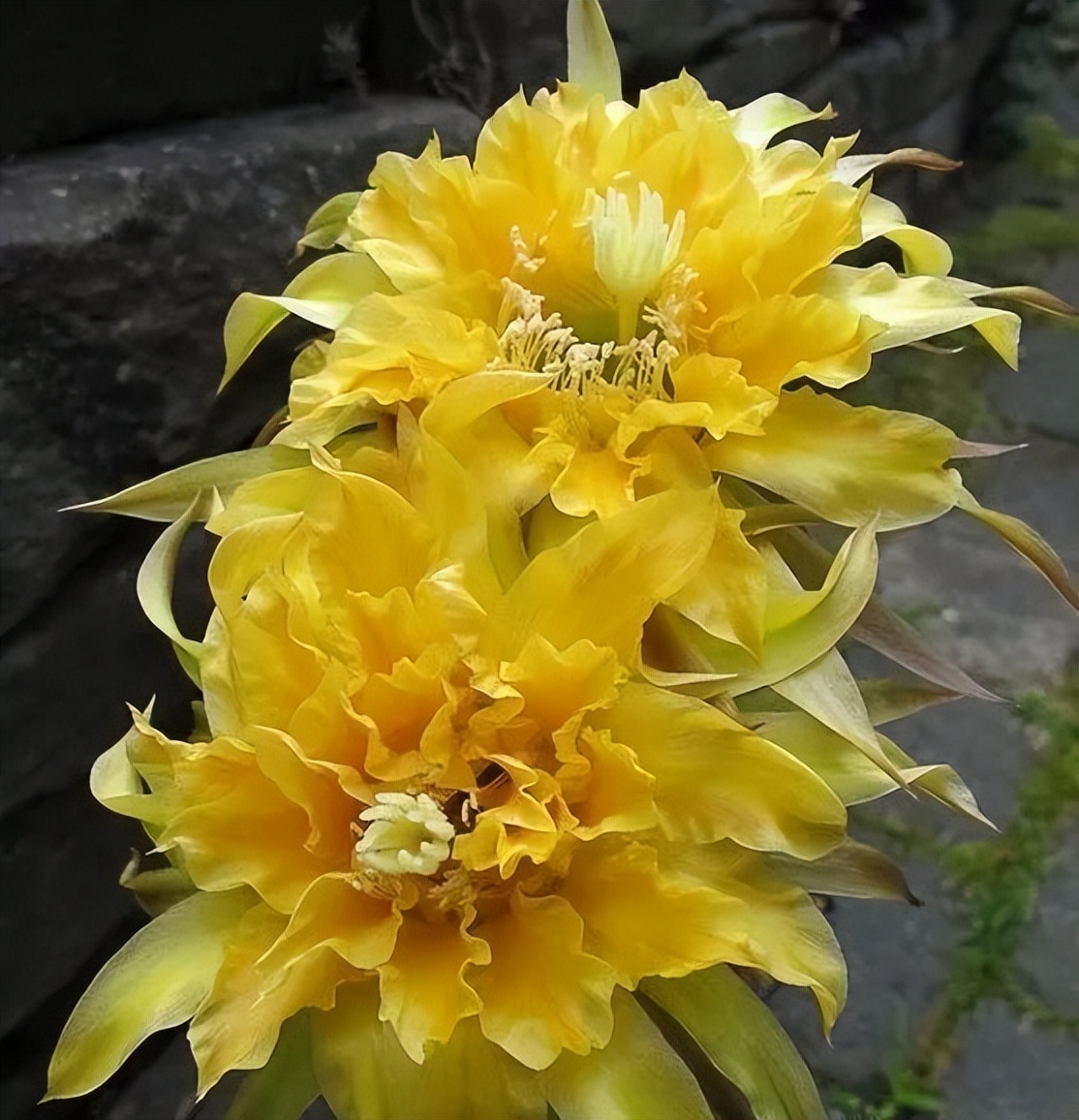 200种·仙人球开花图鉴，大开眼界，美到爆