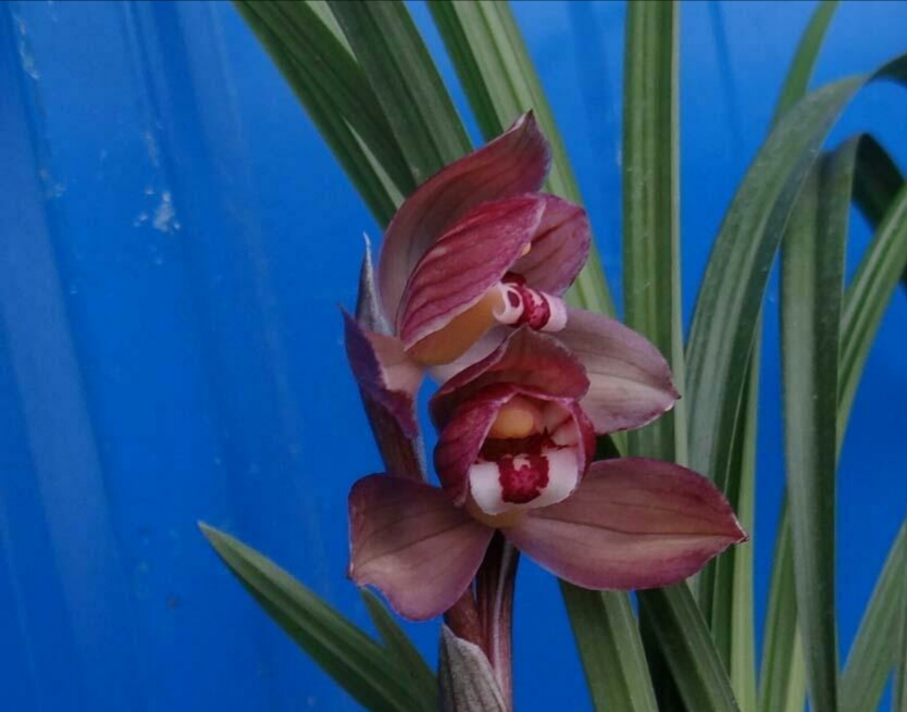 最便宜的蕙兰多少钱一株,一盆蕙兰在市面上值多少钱