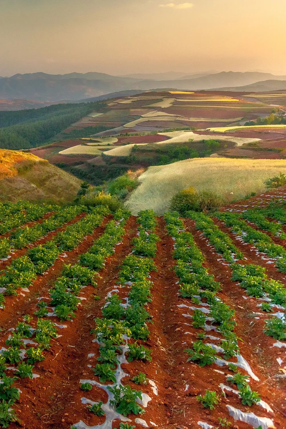 中国薯都为什么是乌兰察布,乌兰察布中国薯都的位置