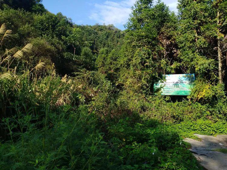 巍巍龙潭岭，大美杉树垌