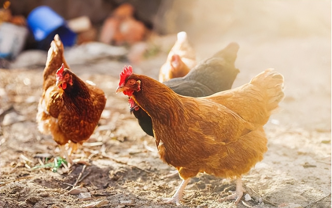 鸡缺钙吃什么药最好,鸡缺钙的症状和防治方法